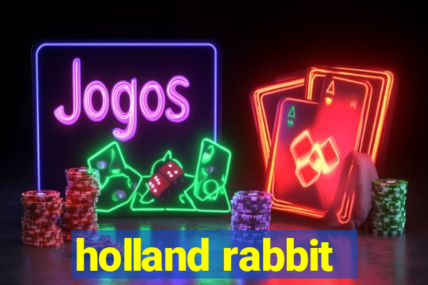 holland rabbit