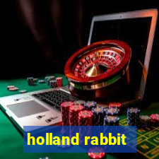 holland rabbit