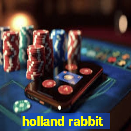 holland rabbit