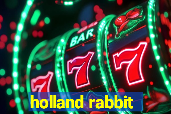 holland rabbit