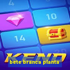 bete branca planta