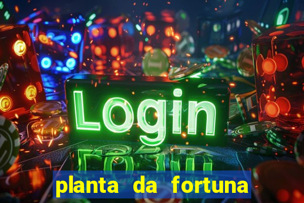 planta da fortuna e felicidade