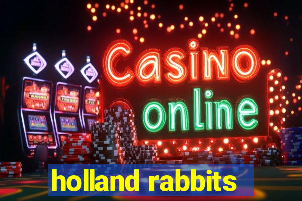 holland rabbits