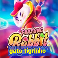 gato tigrinho