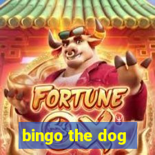 bingo the dog