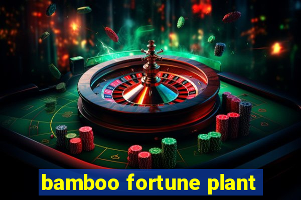 bamboo fortune plant