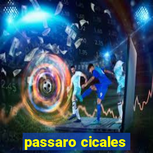 passaro cicales