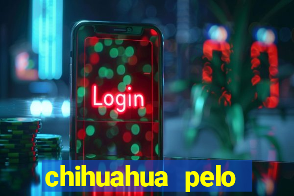 chihuahua pelo longo pre?o