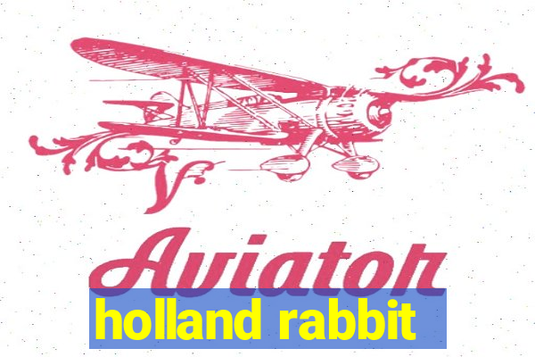 holland rabbit