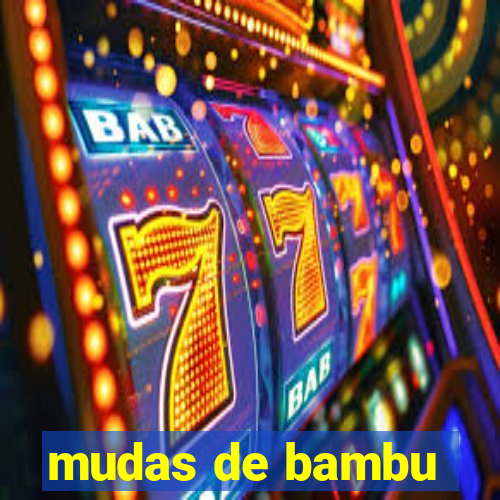 mudas de bambu