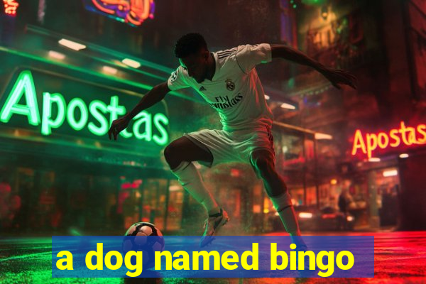 a dog named bingo