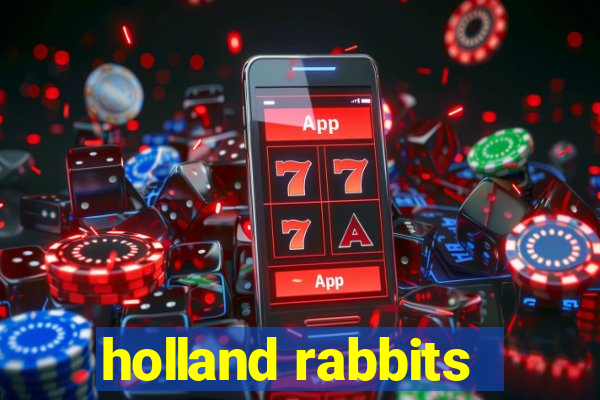 holland rabbits