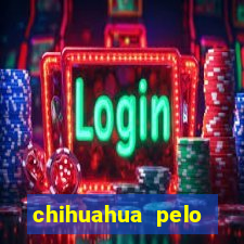 chihuahua pelo longo porto alegre