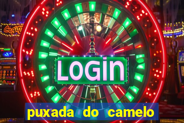 puxada do camelo jogo do bicho